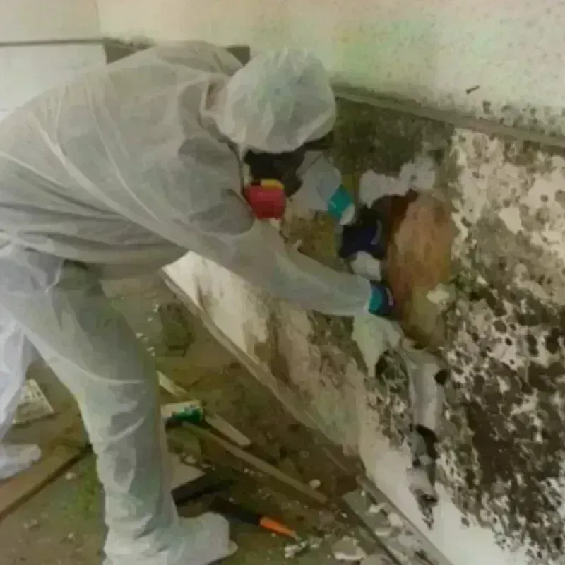 Mold Remediation and Removal in Guadalupe, CA